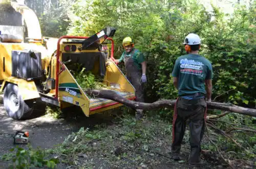 tree services Bodega Bay